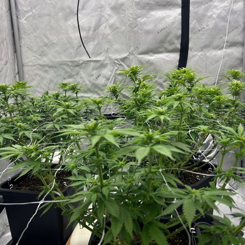 Strawberry Amnesia #1 Scrog growlog timeline photo