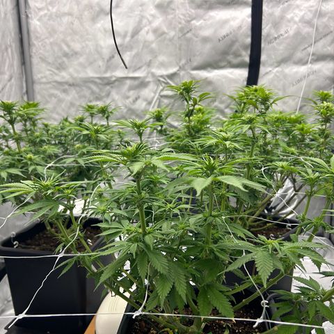 Strawberry Amnesia #1 Scrog growlog timeline photo