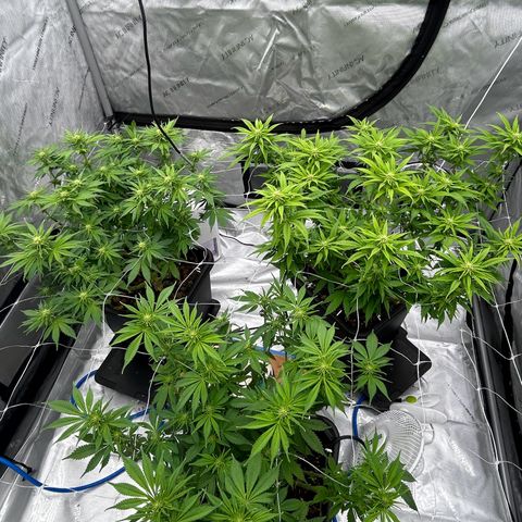 Strawberry Amnesia #1 Scrog growlog timeline photo