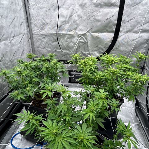 Strawberry Amnesia #1 Scrog growlog timeline photo