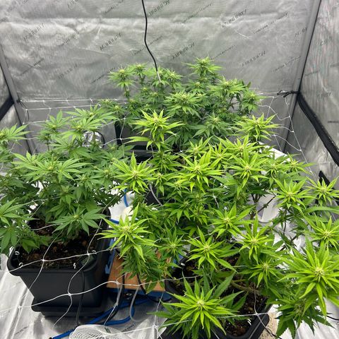 Strawberry Amnesia #1 Scrog growlog timeline photo