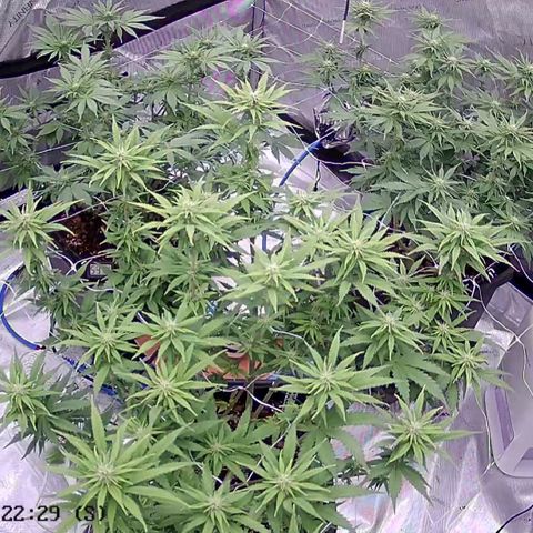 Strawberry Amnesia #1 Scrog growlog timeline photo