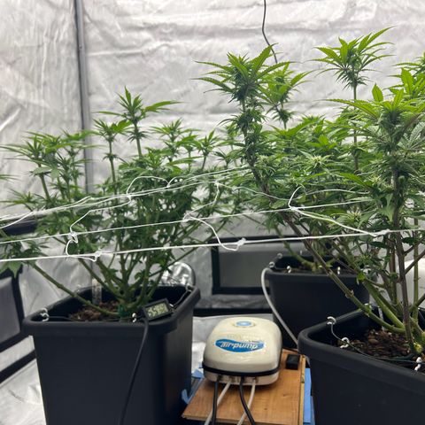 Strawberry Amnesia #1 Scrog growlog timeline photo