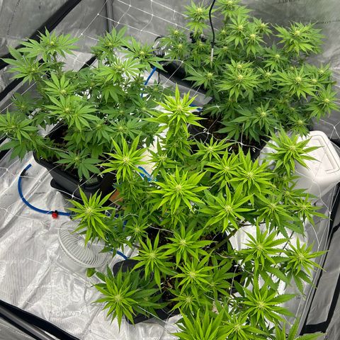 Strawberry Amnesia #1 Scrog growlog timeline photo