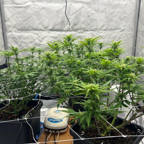 Strawberry Amnesia #1 Scrog growlog timeline photo