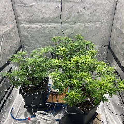 Strawberry Amnesia #1 Scrog growlog timeline photo