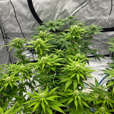 Strawberry Amnesia #1 Scrog growlog timeline photo