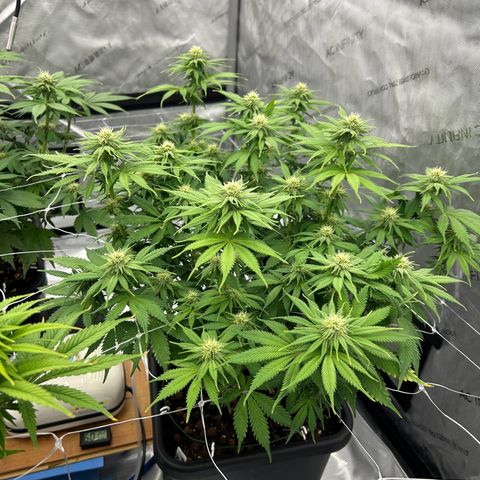 Strawberry Amnesia #1 Scrog growlog timeline photo