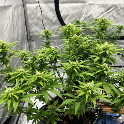 Strawberry Amnesia #1 Scrog growlog timeline photo