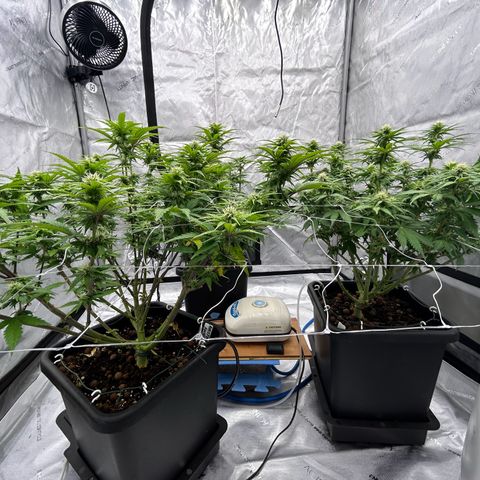 Strawberry Amnesia #1 Scrog growlog timeline photo