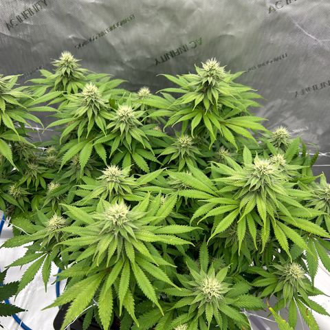 Strawberry Amnesia #1 Scrog growlog photo: Progress 