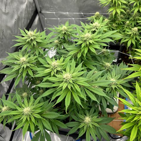 Strawberry Amnesia #2 Scrog growlog photo: Progress 