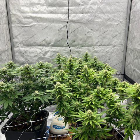 Strawberry Amnesia #1 Scrog growlog timeline photo