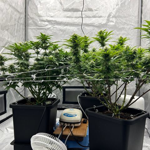 Strawberry Amnesia #1 Scrog growlog timeline photo