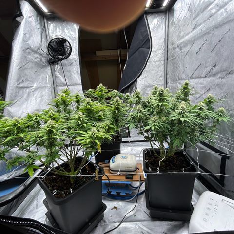 Strawberry Amnesia #1 Scrog growlog timeline photo