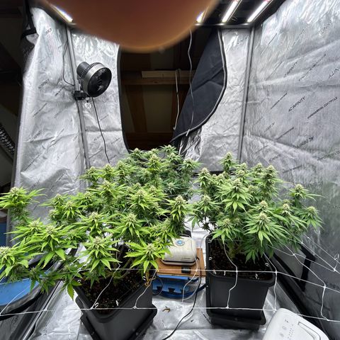 Strawberry Amnesia #1 Scrog growlog timeline photo