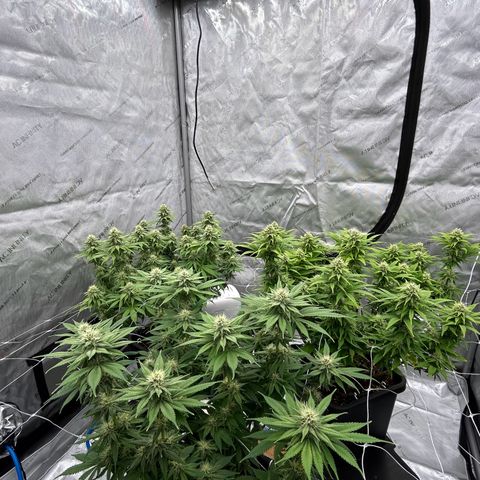 Strawberry Amnesia #1 Scrog growlog photo: Sweeeeet