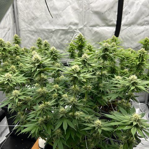 Strawberry Amnesia #1 Scrog growlog photo: Sweeeeet