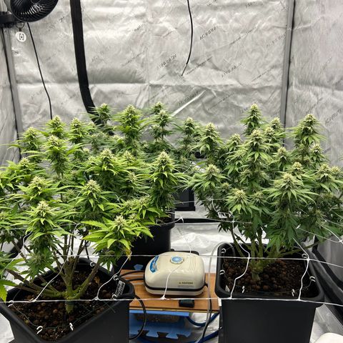 Strawberry Amnesia #1 Scrog growlog photo: Sweeeeet