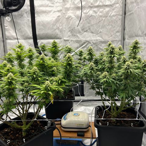 Strawberry Amnesia #1 Scrog growlog photo: Sweeeeet