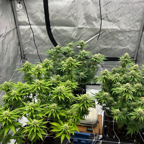 Strawberry Amnesia #1 Scrog growlog photo: Sweeeeet