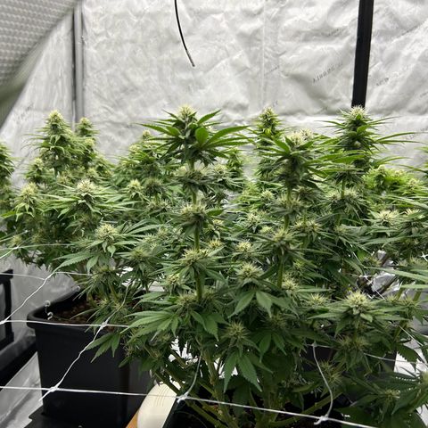 Strawberry Amnesia #1 Scrog growlog photo: Sweeeeet