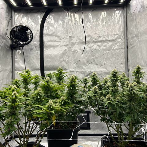 Strawberry Amnesia #1 Scrog growlog photo: Sweeeeet