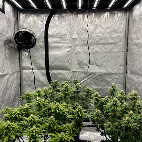 Strawberry Amnesia #1 Scrog growlog photo: Sweeeeet