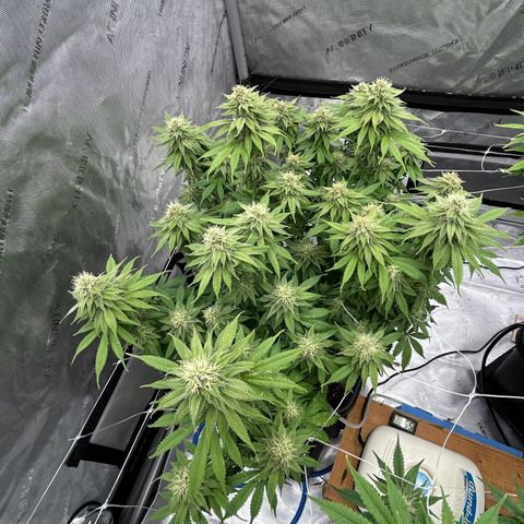 Strawberry Amnesia #1 Scrog growlog timeline photo