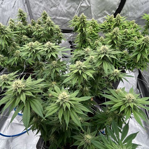 Strawberry Amnesia #2 Scrog growlog timeline photo