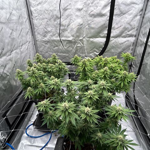 Strawberry Amnesia #1 Scrog growlog timeline photo