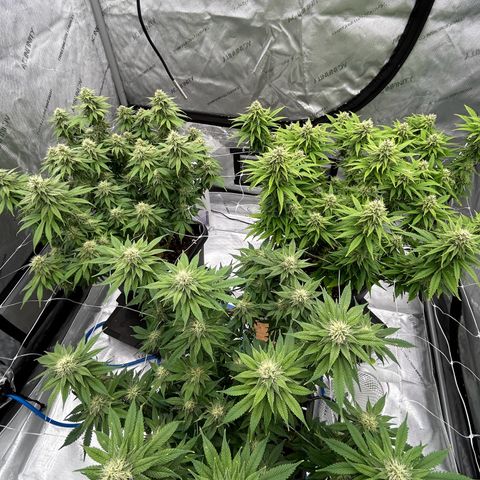 Strawberry Amnesia #1 Scrog growlog timeline photo