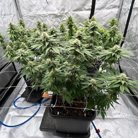 Strawberry Amnesia #2 Scrog growlog timeline photo