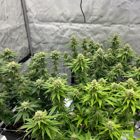 Strawberry Amnesia #1 Scrog growlog timeline photo