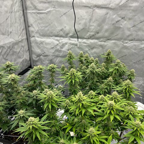 Strawberry Amnesia #1 Scrog growlog timeline photo