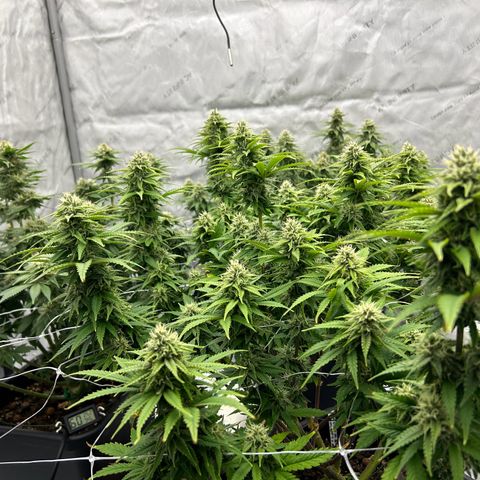 Strawberry Amnesia #1 Scrog growlog timeline photo
