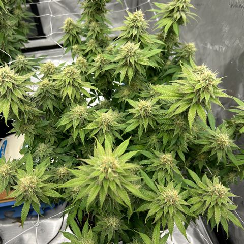 Strawberry Amnesia #1 Scrog growlog timeline photo