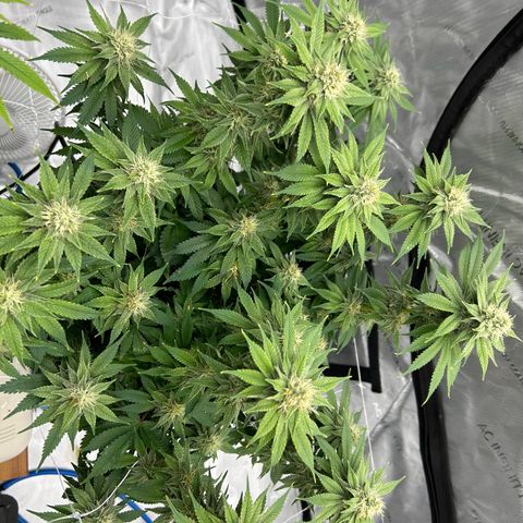 Strawberry Amnesia #2 Scrog growlog timeline photo