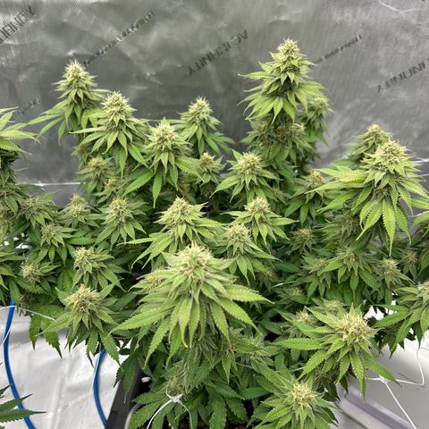 Strawberry Amnesia #1 Scrog growlog timeline photo