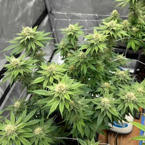 Strawberry Amnesia #2 Scrog growlog timeline photo