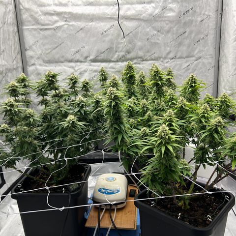 Strawberry Amnesia #1 Scrog growlog timeline photo