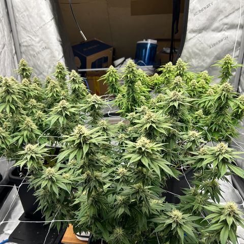 Strawberry Amnesia #1 Scrog growlog timeline photo