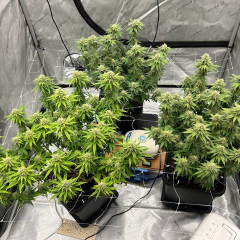 Strawberry Amnesia #1 Scrog growlog timeline photo