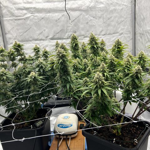 Strawberry Amnesia #1 Scrog growlog timeline photo