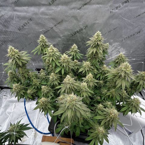Strawberry Amnesia #1 Scrog growlog timeline photo