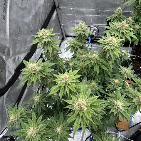 Strawberry Amnesia #2 Scrog growlog timeline photo