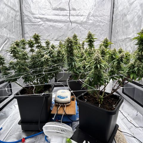 Strawberry Amnesia #1 Scrog growlog timeline photo
