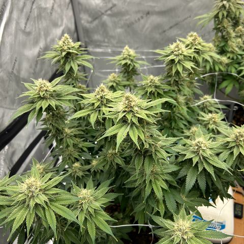 Strawberry Amnesia #2 Scrog growlog timeline photo