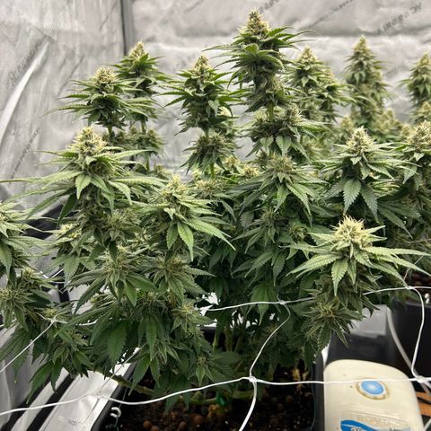 Strawberry Amnesia #2 Scrog growlog timeline photo
