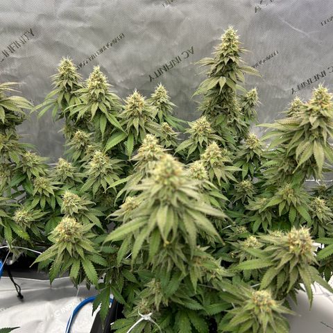 Strawberry Amnesia #1 Scrog growlog timeline photo